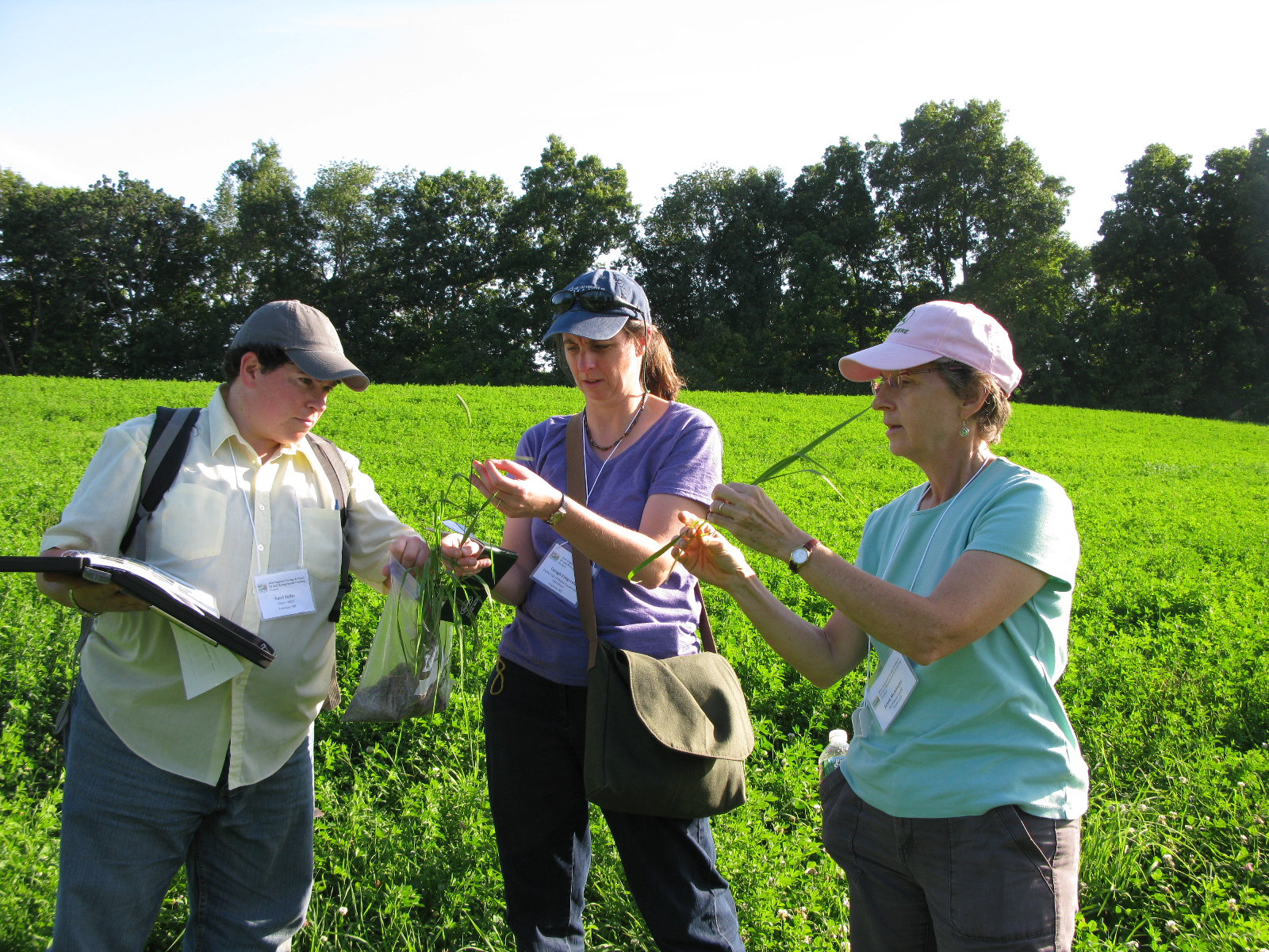Ag service providers identify pasture plants
