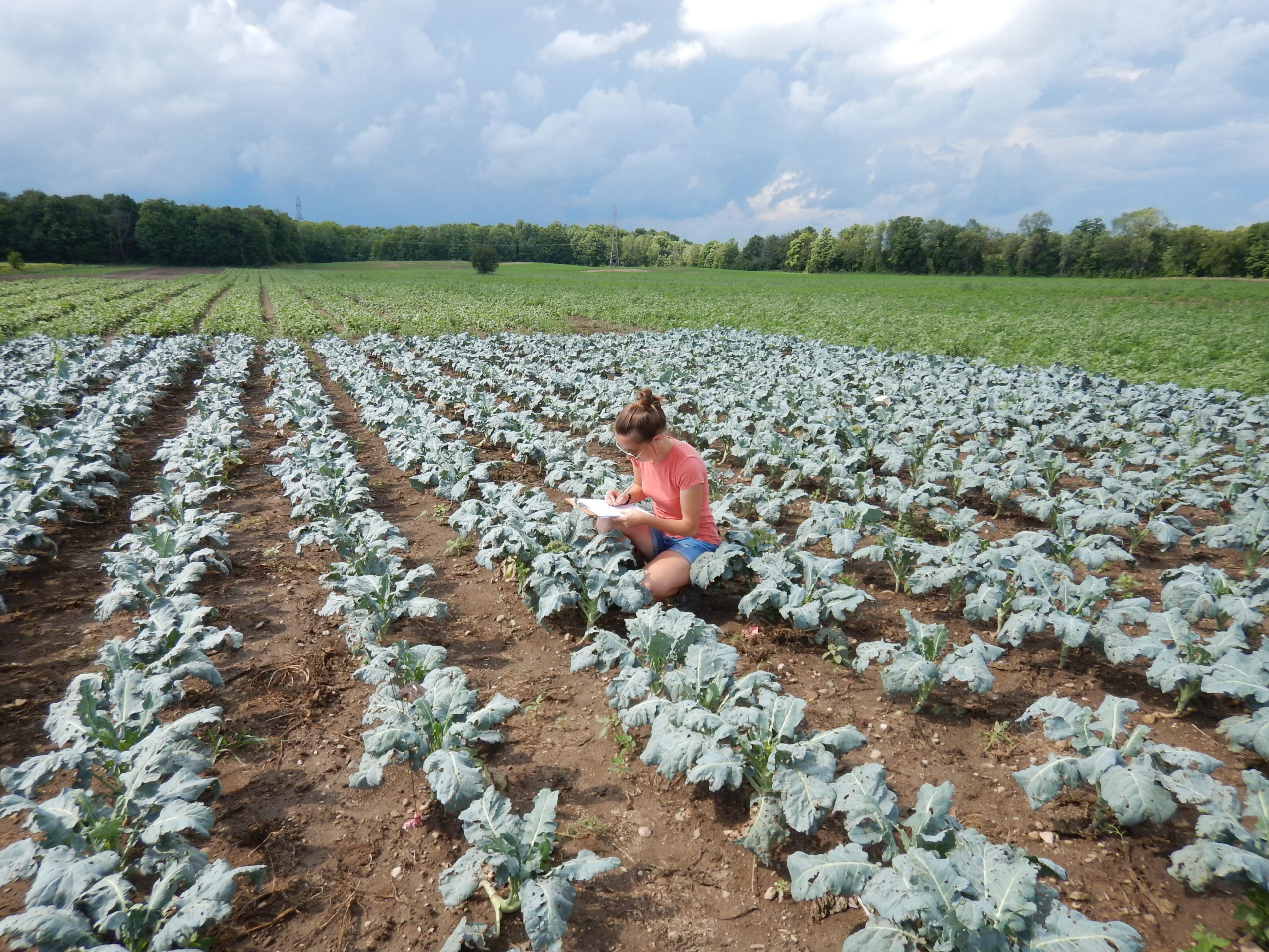 swede midge field research