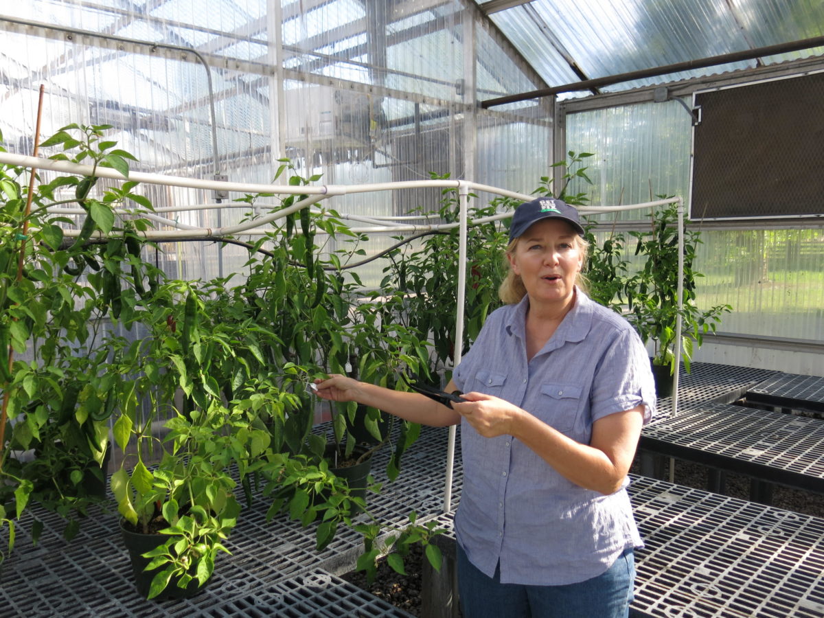 Extension New Mexico