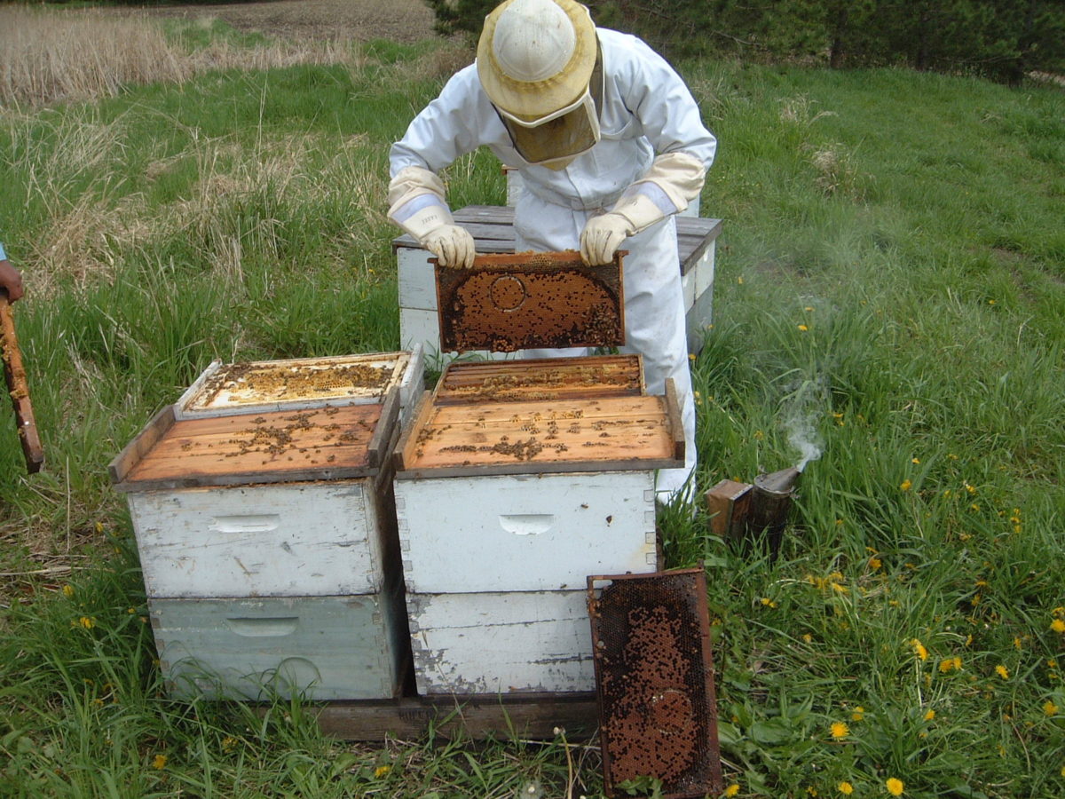 Testing Honey Bee Colonies for Hygienic Behavior - SARE