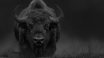 black and white image bison face