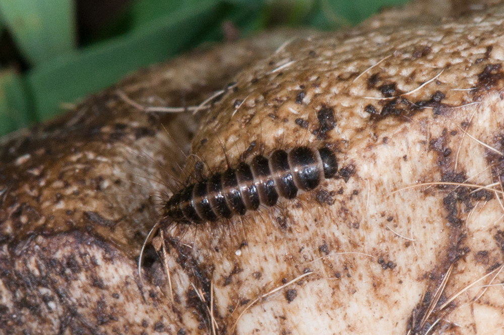 Dermestid Carpet Beetles  Oklahoma State University