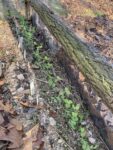 A row of edible pea plants