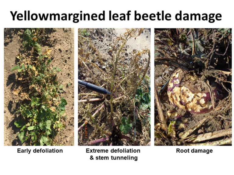 https://www.sare.org/wp-content/uploads/Fig.-12.-Yellowmargined-leaf-beetles-cause-rapid-defoliation-stem-tunneling-and-root-damage-768x576.jpg