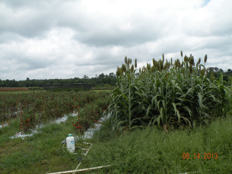 Trap Crops to Control Pests