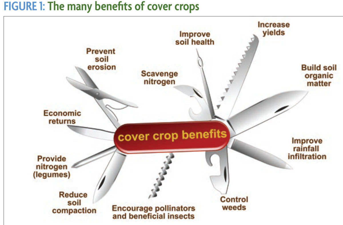 An In-Depth Look At Management Situations Where Cover Crops Pay Off ...