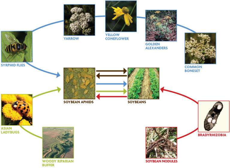 Figure 1.1. Concept map of ecological mechanisms that could be used to manage soybean aphids in corn–soybean systems in the Midwest. 