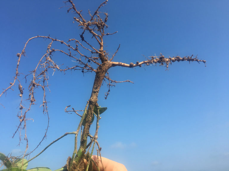 What's Wrong With My Tree? Nematodes