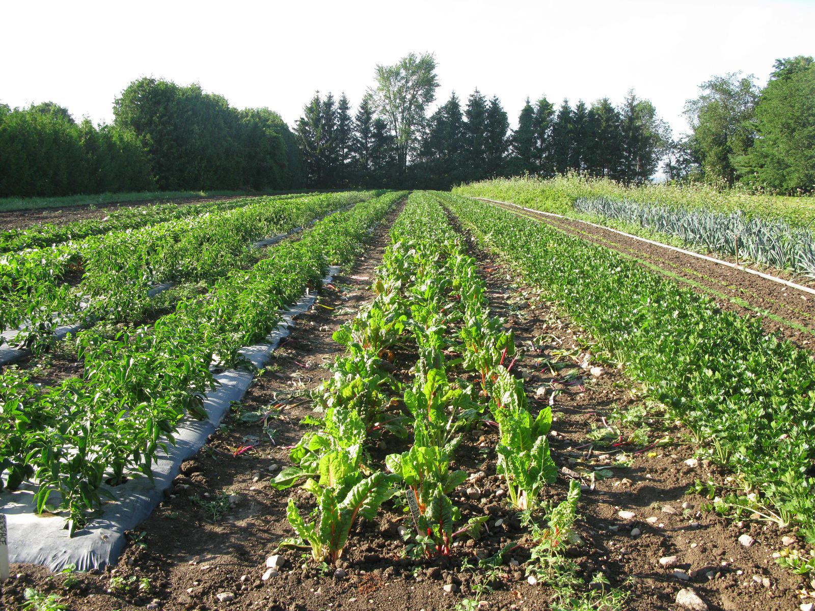 Best Practices for Growing Organic Apples in the Northeast - Rodale  Institute