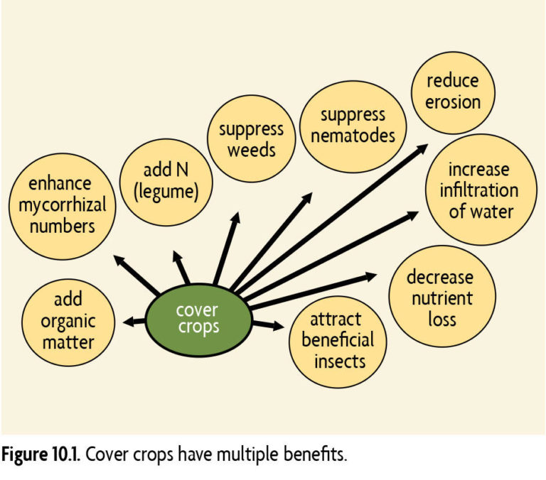 Benefits of Cover Crops - SARE