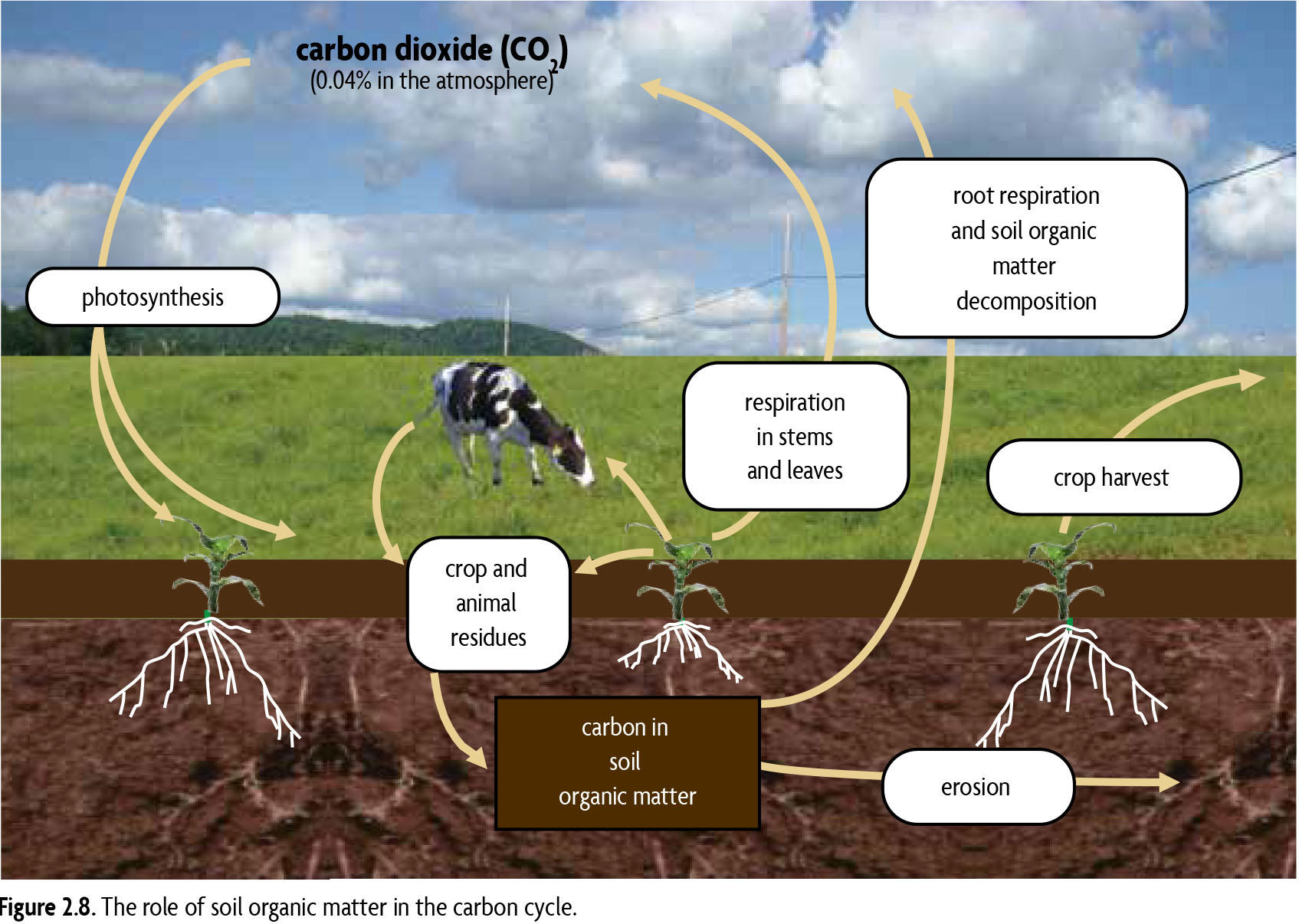 Organic Matter and Natural Cycles - SARE