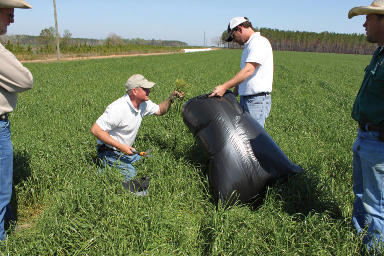 Forage Sampling