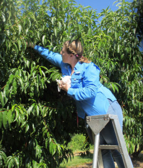 Organic Peach-Bagging Project Shows Great Promise - Growing Produce