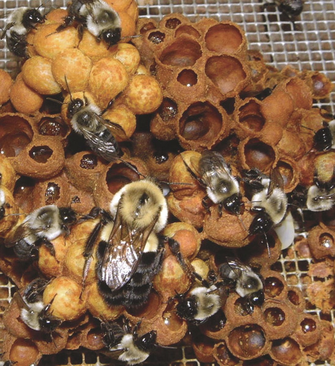 How Do I Identify A Bumblebee Nest?