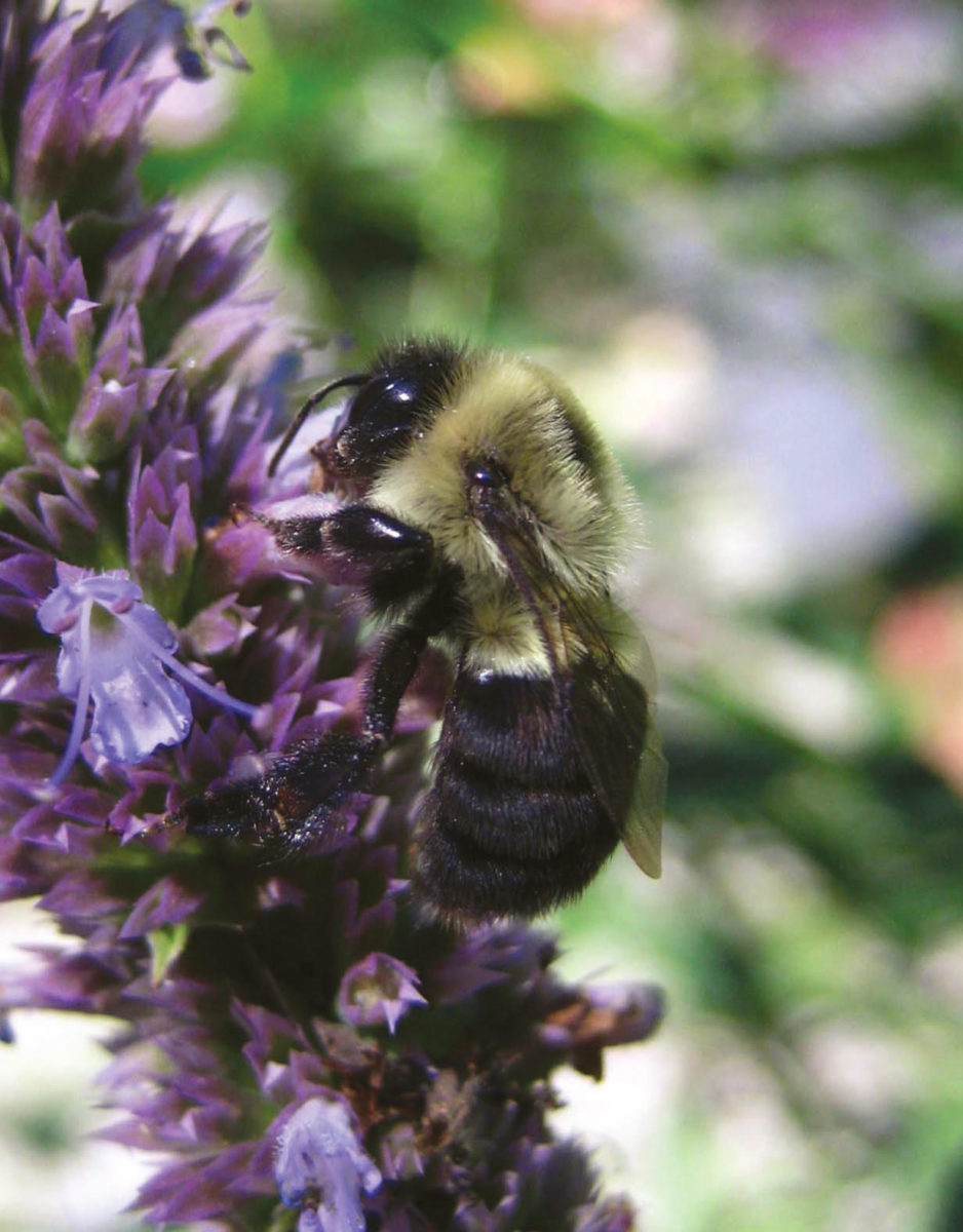 Bumblebee Pollination