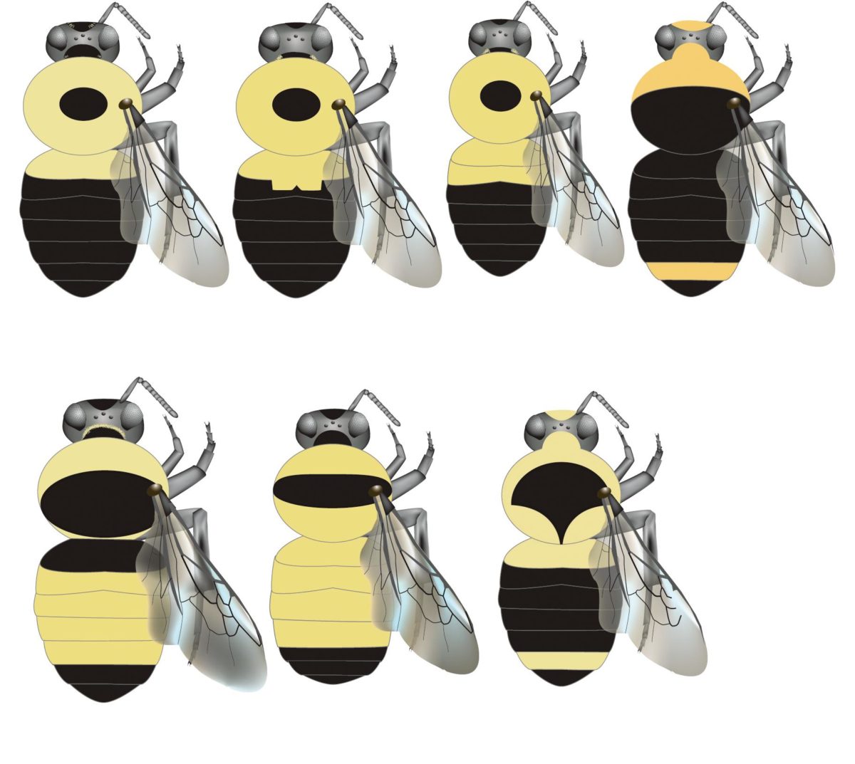 How to find your queen bee - Honey Bee Suite