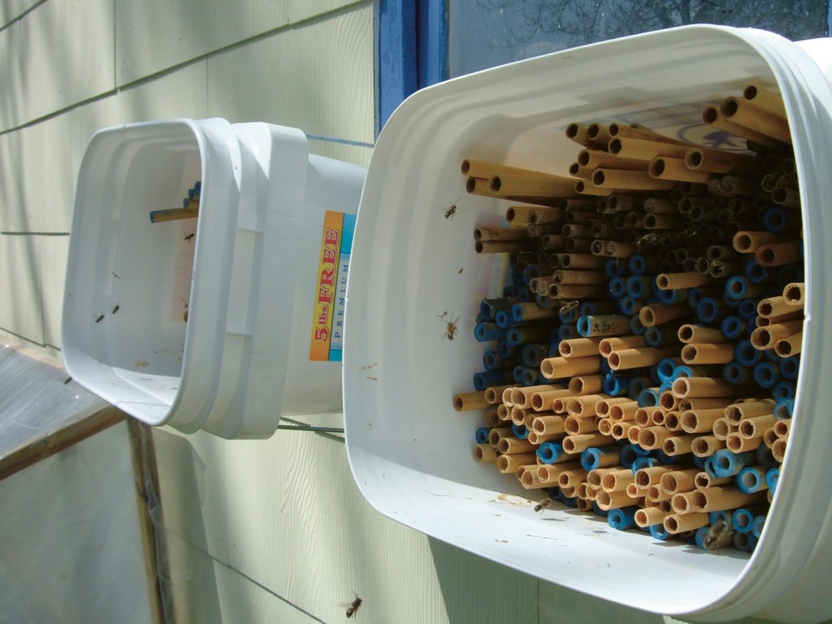 The best mason bee straws ever, and some alternatives - Honey Bee Suite