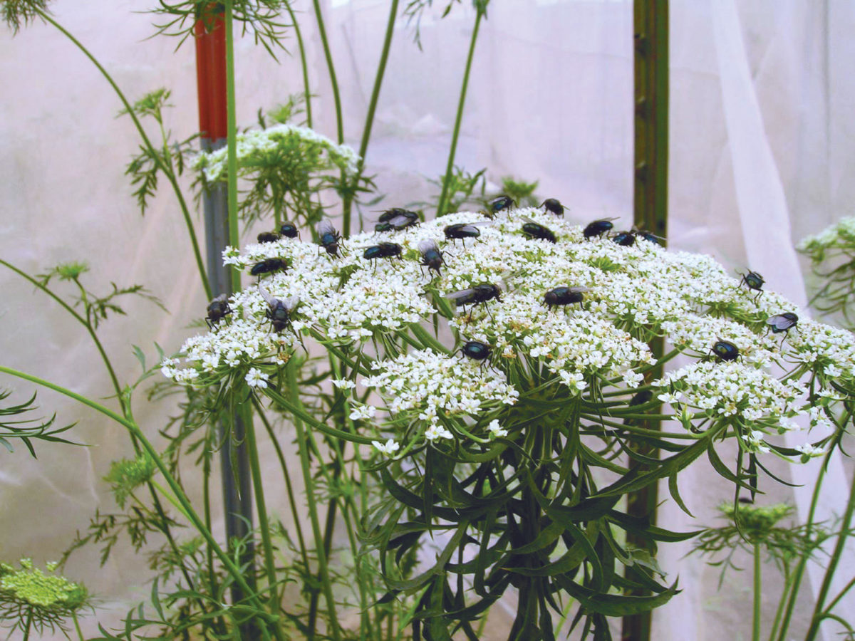 Blå flaskeflue på gulerodsblomster.