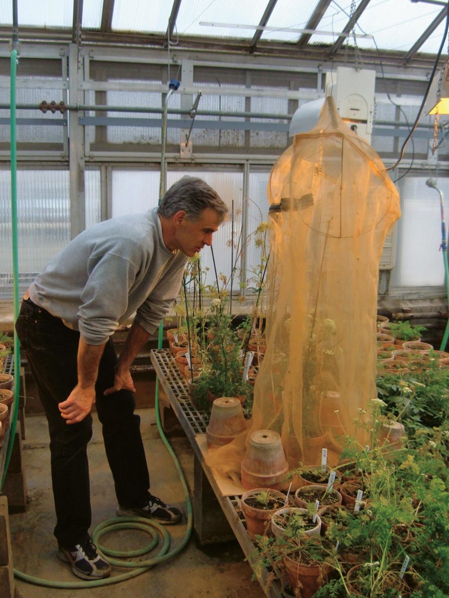 Rob Kane observando moscas polinizando uma planta de cenoura em sua estufa de cultivo de legumes.