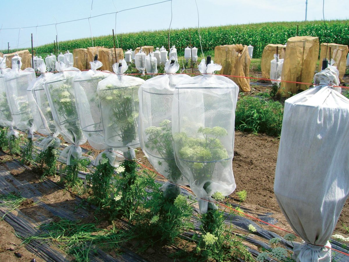 Petites cages de pollinisation