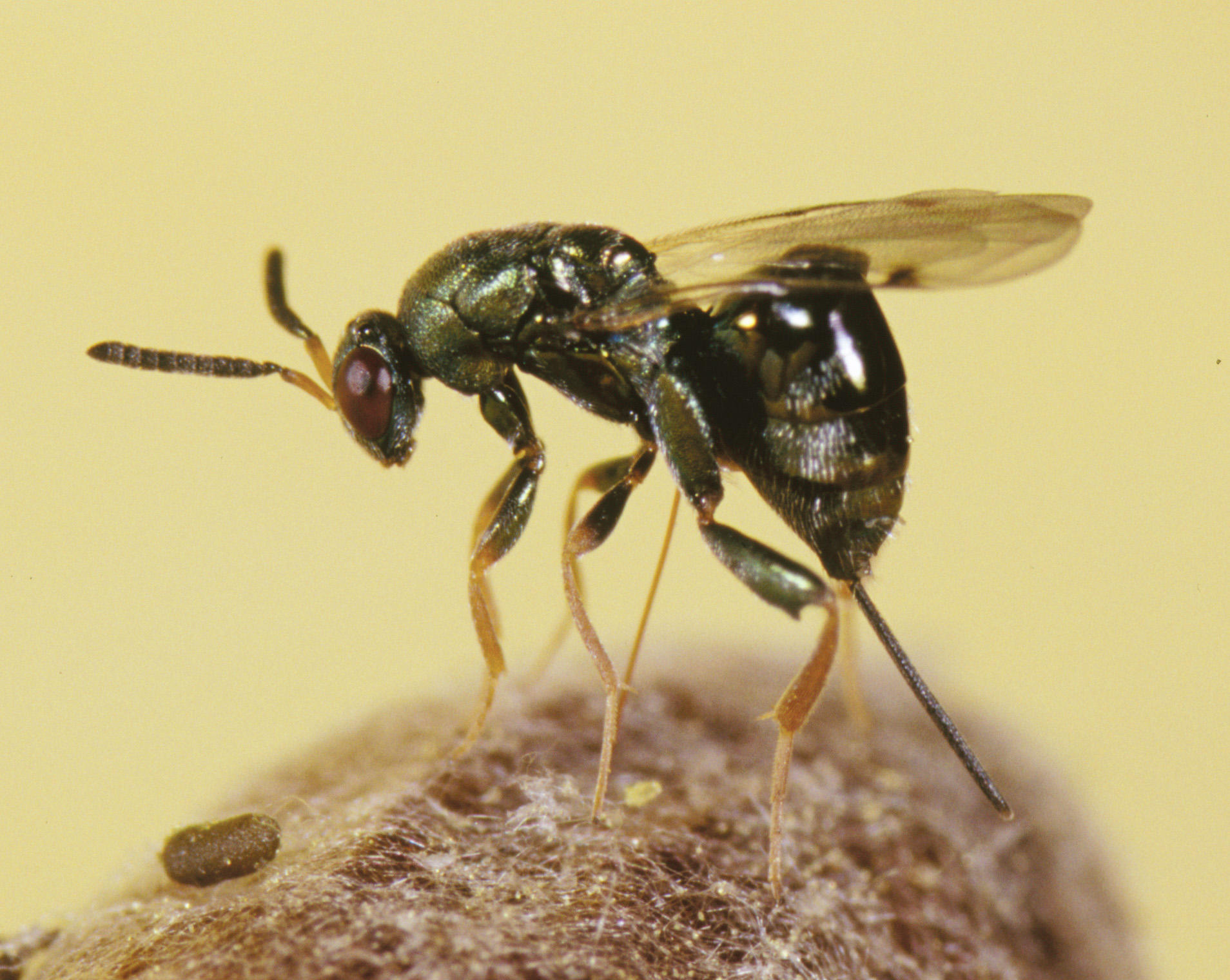 wasps sare