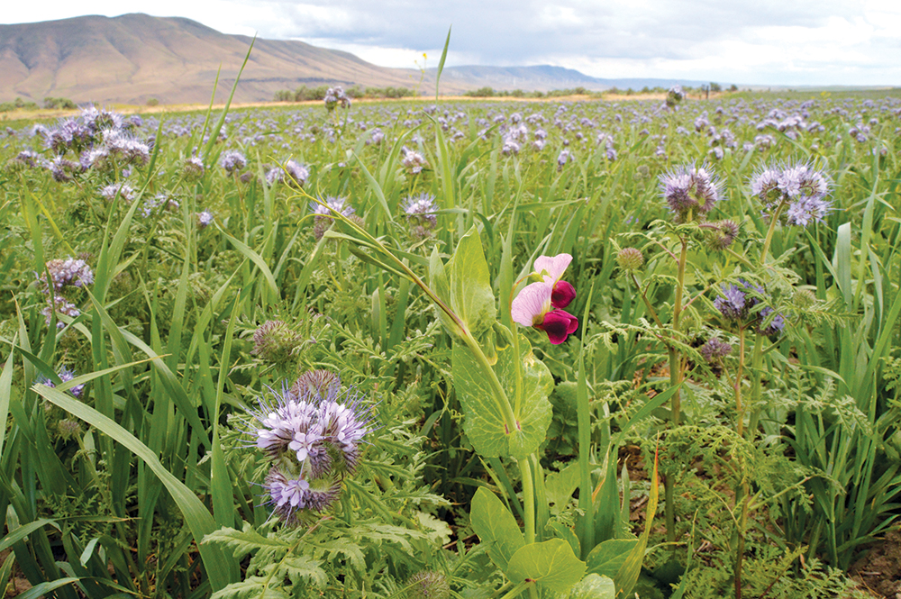 cover-crops-sare