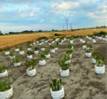 trap crops in field