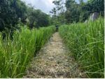 A path through a field of 4-foot-high vetiver grass grown by Laura and Sam Martin.