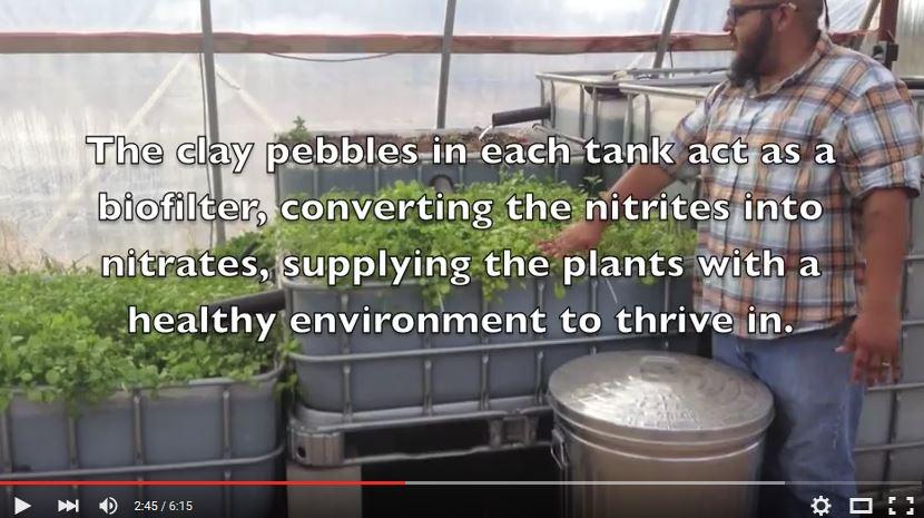 how to make your own aquaponics system - affordable and