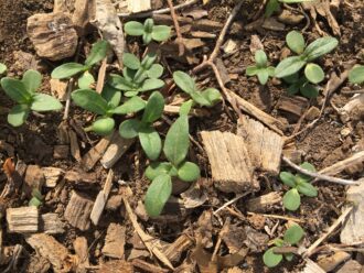 Sunflower, Common - SARE