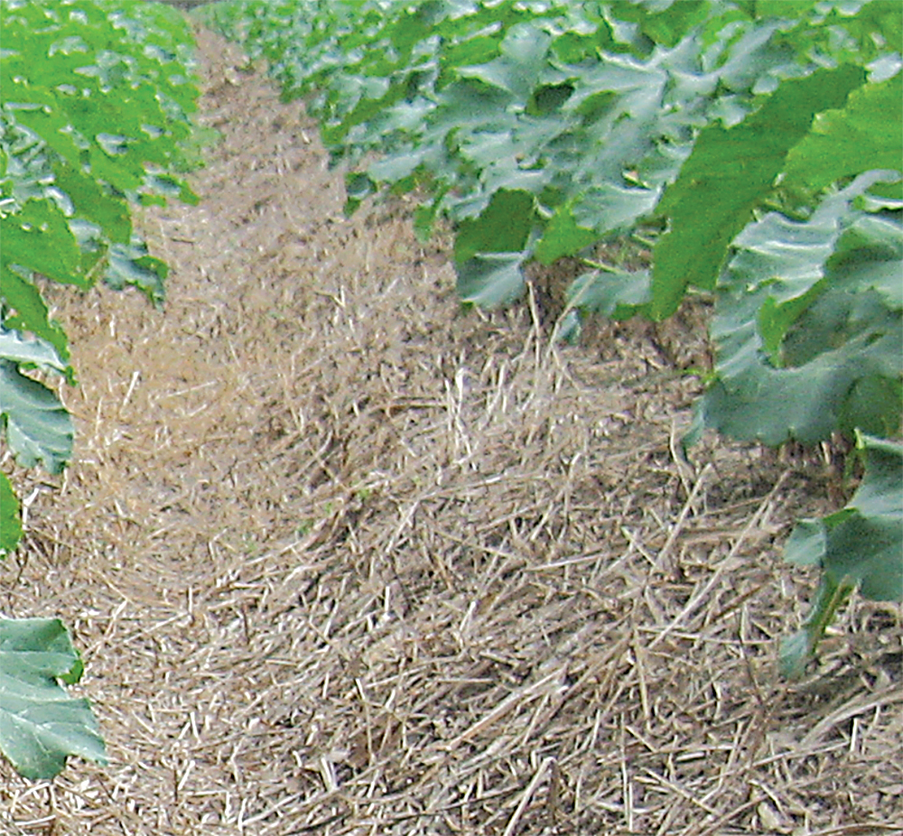 https://www.sare.org/wp-content/uploads/fig17_12_no-till_irrigated_vegetables_cover_crop_mulch_BSBC4.jpeg