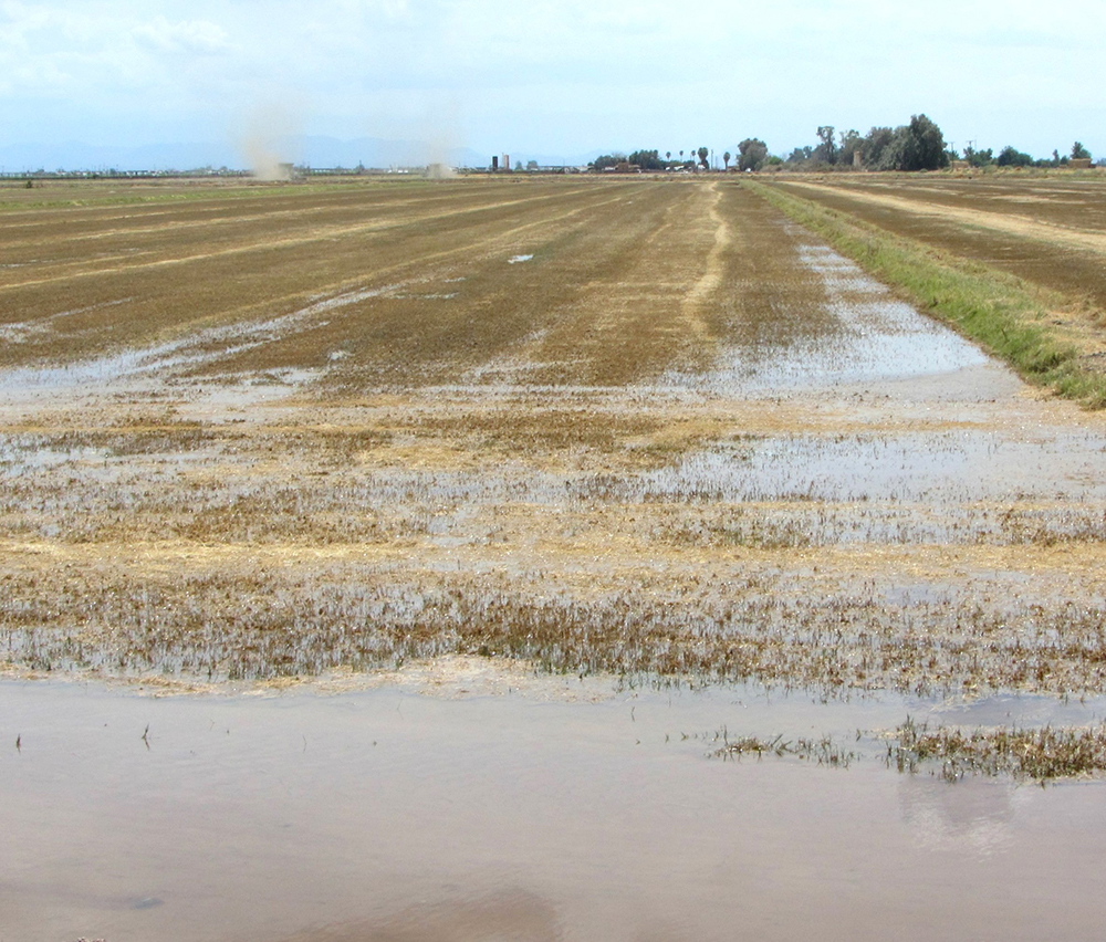 https://www.sare.org/wp-content/uploads/fig17_6_furrow_irrigation_canal_hay_field_BSBC4.jpeg