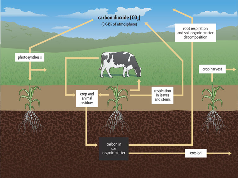 Ch 2. What Is Organic Matter And Why Is It So Important - SARE