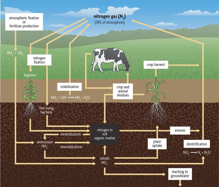 Ch 2. What Is Organic Matter and Why Is It So Important - SARE