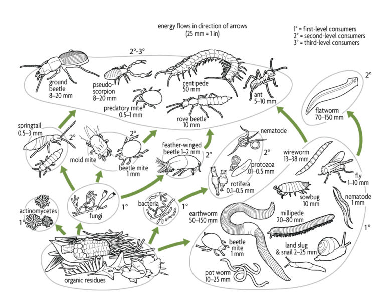 Ch 4. The Living Soil - SARE