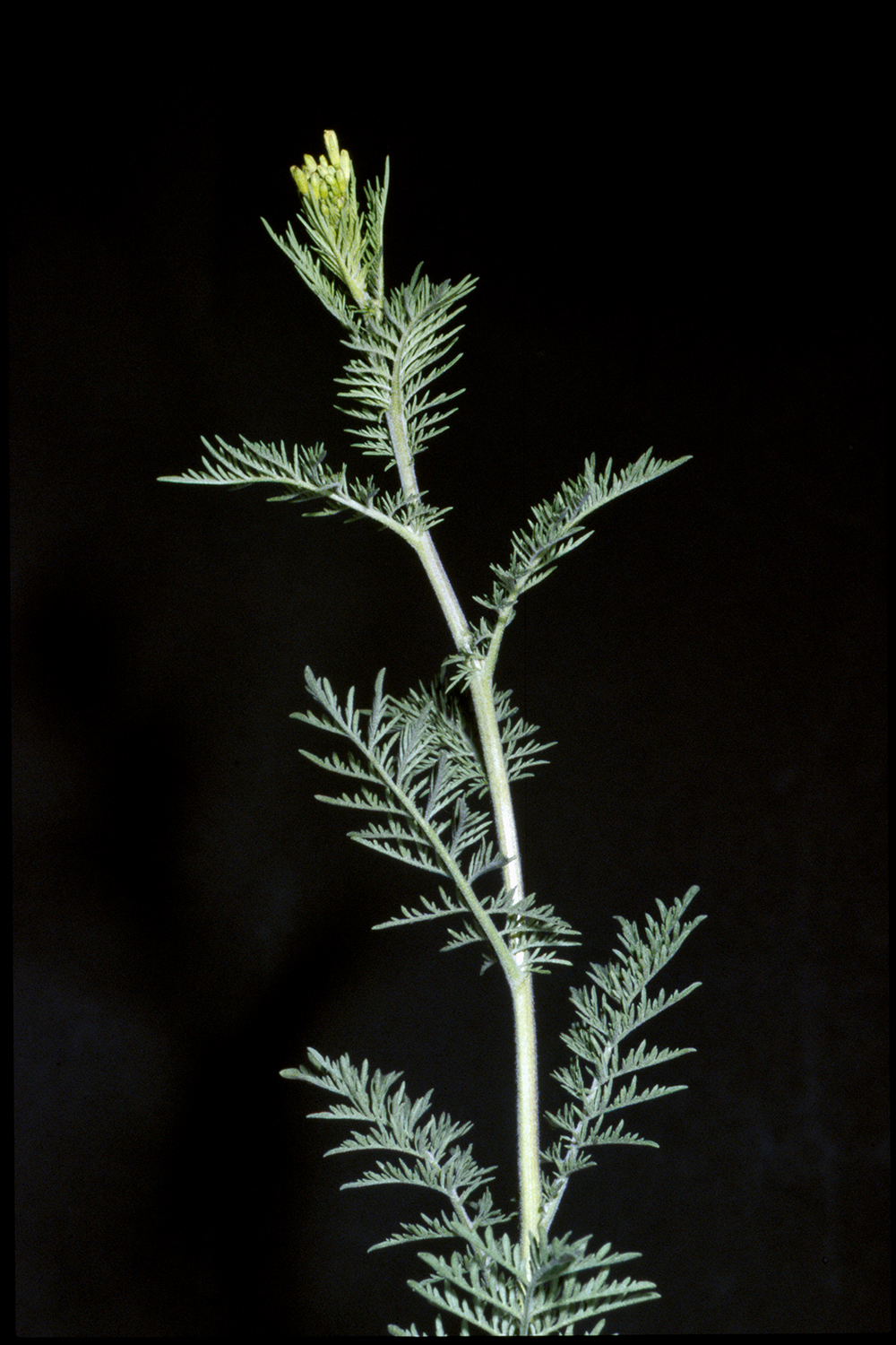 Image of Flixweed root