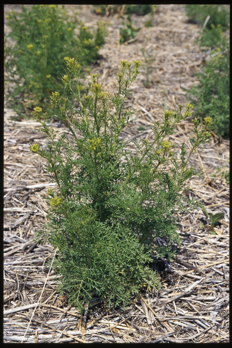 Image of Field of flixweed plants