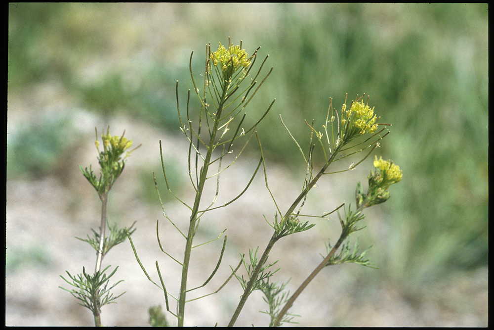 Image of Flixweed stem