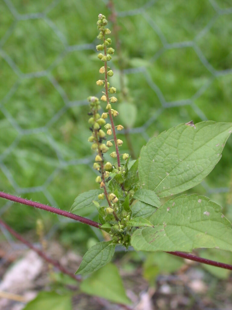 Giant Ragweed - SARE