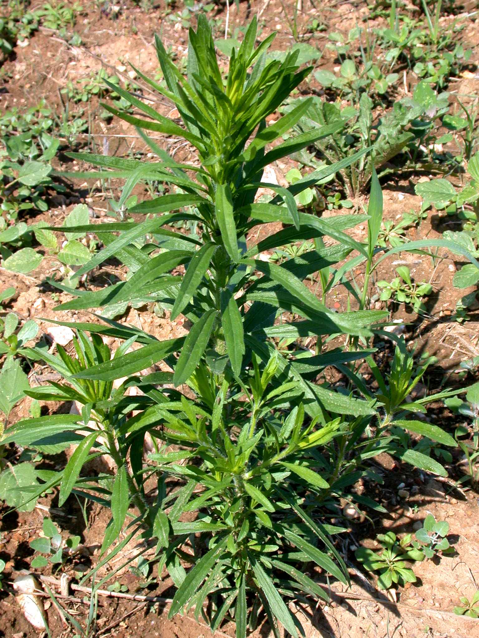 Horseweed - SARE