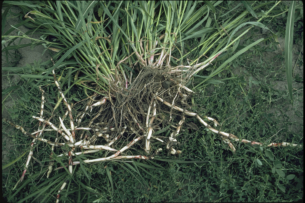 ROOTS - HEALTH BENEFITS OF STUBBORN GRASS FOR RHEUMATISM/