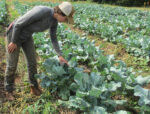 Farmer in a broccoli field