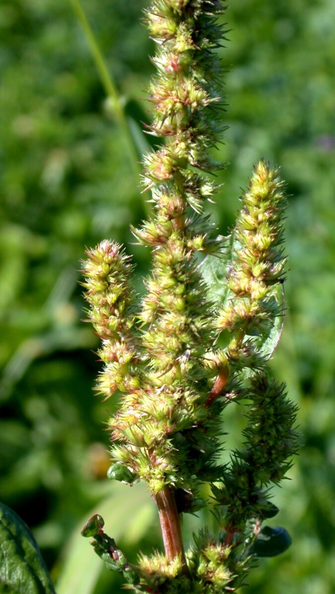 Powell amaranth developing inflorescence 