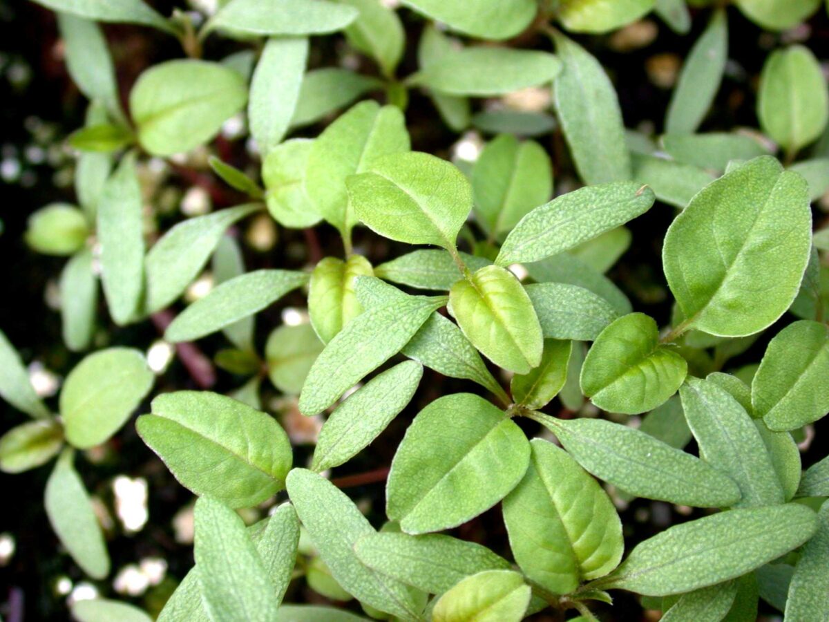 Smooth pigweed seedlings 