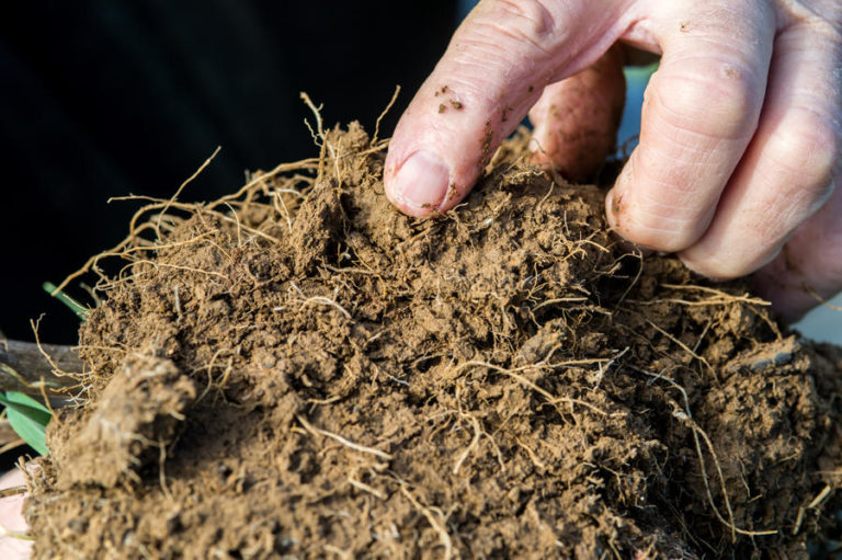 Finger pointing at healthy soil