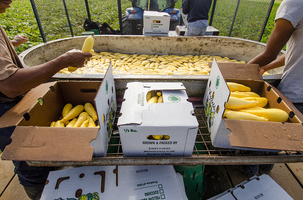 Fall Produce Harvest: Maximize Efficiency with Plastic Harvest Bins