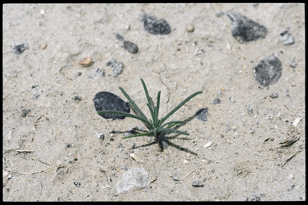 New tumbleweed species rapidly expanding range