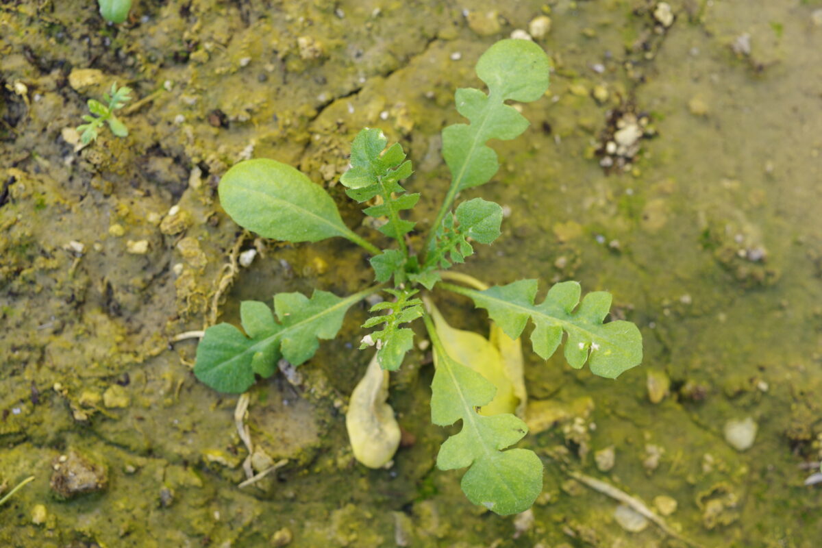 Capsella bursa-pastoris plant (known as shepherd's-purse Stock Photo - Alamy