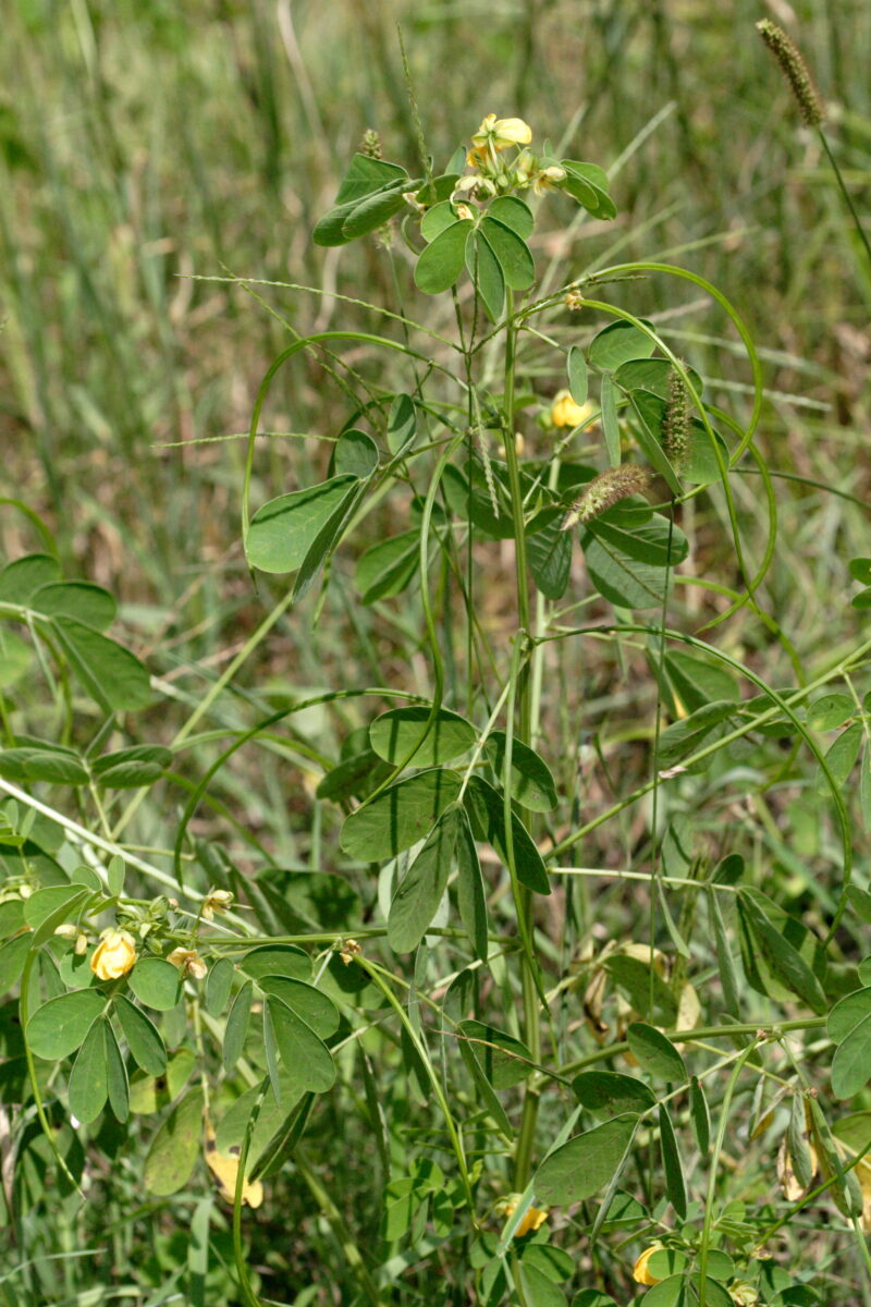 Image of Ripe prickly lettuce seedpods