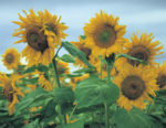 sunflowers in a field facing the camera